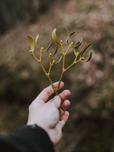 Preview wallpaper hand, branch, leaves, stem
