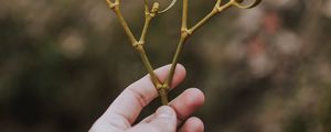 Preview wallpaper hand, branch, leaves, stem