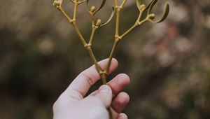 Preview wallpaper hand, branch, leaves, stem
