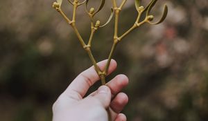 Preview wallpaper hand, branch, leaves, stem