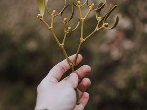 Preview wallpaper hand, branch, leaves, stem
