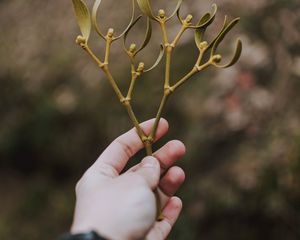 Preview wallpaper hand, branch, leaves, stem
