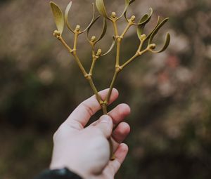 Preview wallpaper hand, branch, leaves, stem