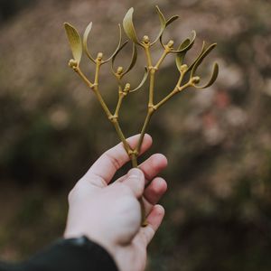 Preview wallpaper hand, branch, leaves, stem