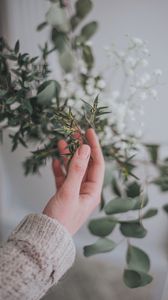 Preview wallpaper hand, branch, leaves, gently