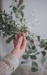 Preview wallpaper hand, branch, leaves, gently