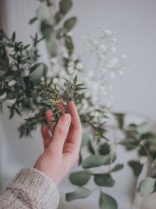 Preview wallpaper hand, branch, leaves, gently