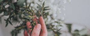 Preview wallpaper hand, branch, leaves, gently