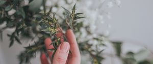 Preview wallpaper hand, branch, leaves, gently
