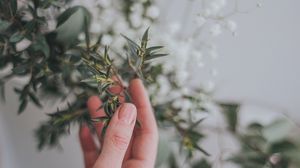 Preview wallpaper hand, branch, leaves, gently