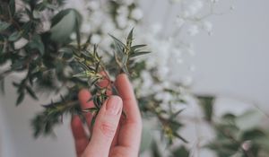 Preview wallpaper hand, branch, leaves, gently