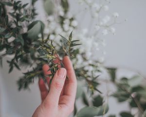 Preview wallpaper hand, branch, leaves, gently