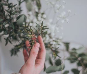 Preview wallpaper hand, branch, leaves, gently