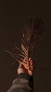 Preview wallpaper hand, branch, plant, dry