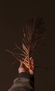 Preview wallpaper hand, branch, plant, dry