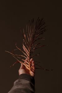 Preview wallpaper hand, branch, plant, dry