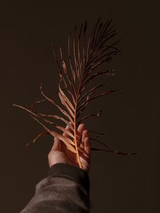 Preview wallpaper hand, branch, plant, dry