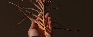 Preview wallpaper hand, branch, plant, dry