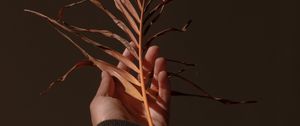 Preview wallpaper hand, branch, plant, dry