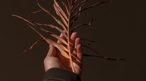 Preview wallpaper hand, branch, plant, dry