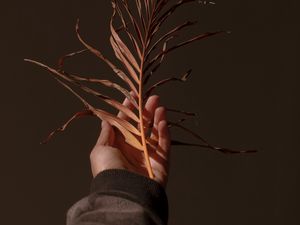 Preview wallpaper hand, branch, plant, dry