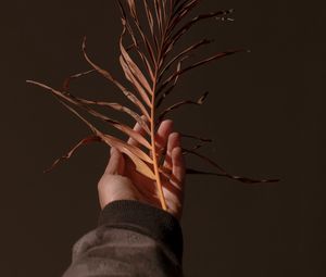 Preview wallpaper hand, branch, plant, dry