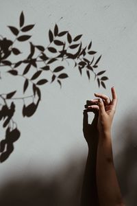 Preview wallpaper hand, branch, shadow, wall