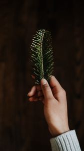 Preview wallpaper hand, branch, spruce, needles, green