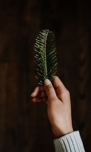 Preview wallpaper hand, branch, spruce, needles, green