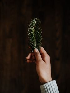 Preview wallpaper hand, branch, spruce, needles, green
