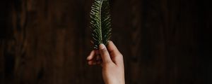 Preview wallpaper hand, branch, spruce, needles, green