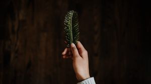 Preview wallpaper hand, branch, spruce, needles, green