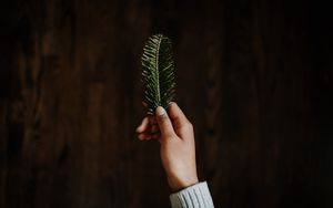 Preview wallpaper hand, branch, spruce, needles, green
