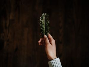 Preview wallpaper hand, branch, spruce, needles, green