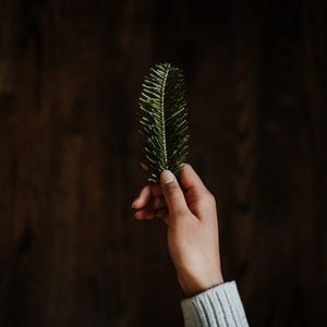 Preview wallpaper hand, branch, spruce, needles, green