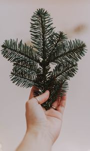 Preview wallpaper hand, branch, spruce, needles