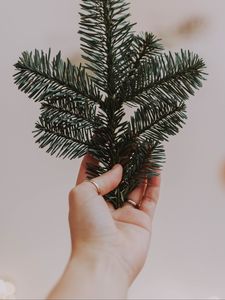 Preview wallpaper hand, branch, spruce, needles
