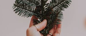 Preview wallpaper hand, branch, spruce, needles