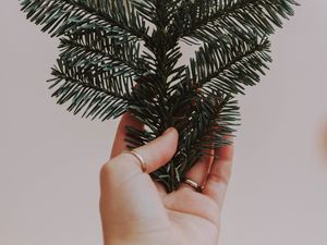 Preview wallpaper hand, branch, spruce, needles