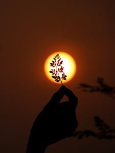 Preview wallpaper hand, branch, sun, sunset, dark