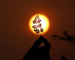 Preview wallpaper hand, branch, sun, sunset, dark