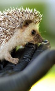 Preview wallpaper hand, brush, hedgehog, needles, muzzle