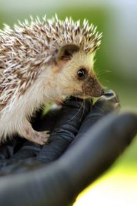 Preview wallpaper hand, brush, hedgehog, needles, muzzle