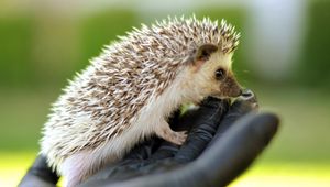 Preview wallpaper hand, brush, hedgehog, needles, muzzle