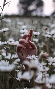 Preview wallpaper hand, daisies, wildflowers, grass