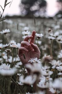 Preview wallpaper hand, daisies, wildflowers, grass