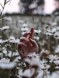 Preview wallpaper hand, daisies, wildflowers, grass