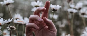 Preview wallpaper hand, daisies, wildflowers, grass