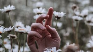 Preview wallpaper hand, daisies, wildflowers, grass