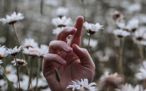 Preview wallpaper hand, daisies, wildflowers, grass